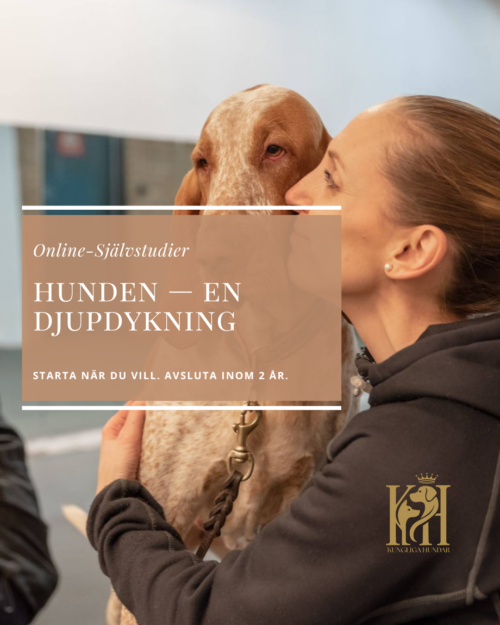 Hunden-en djupdykning