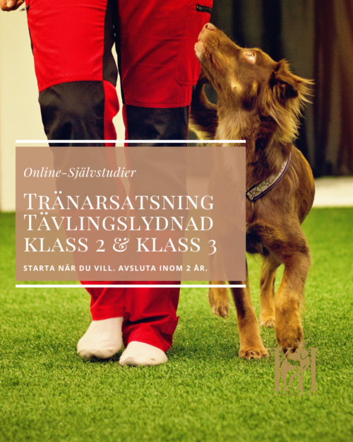 Tränarsatsning Tävlingslydnad Klass 2 & Klass 3