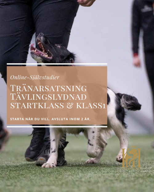 Träningssatsning Tävlingslydnad Startklass & Klass 1