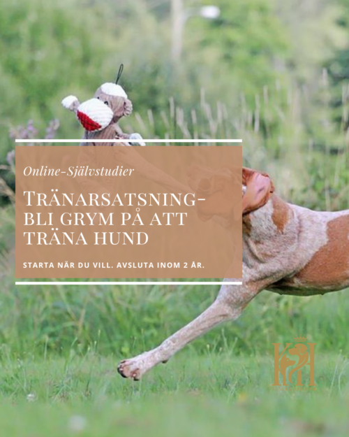 Tränarsatsning-bli grym på att träna hund!