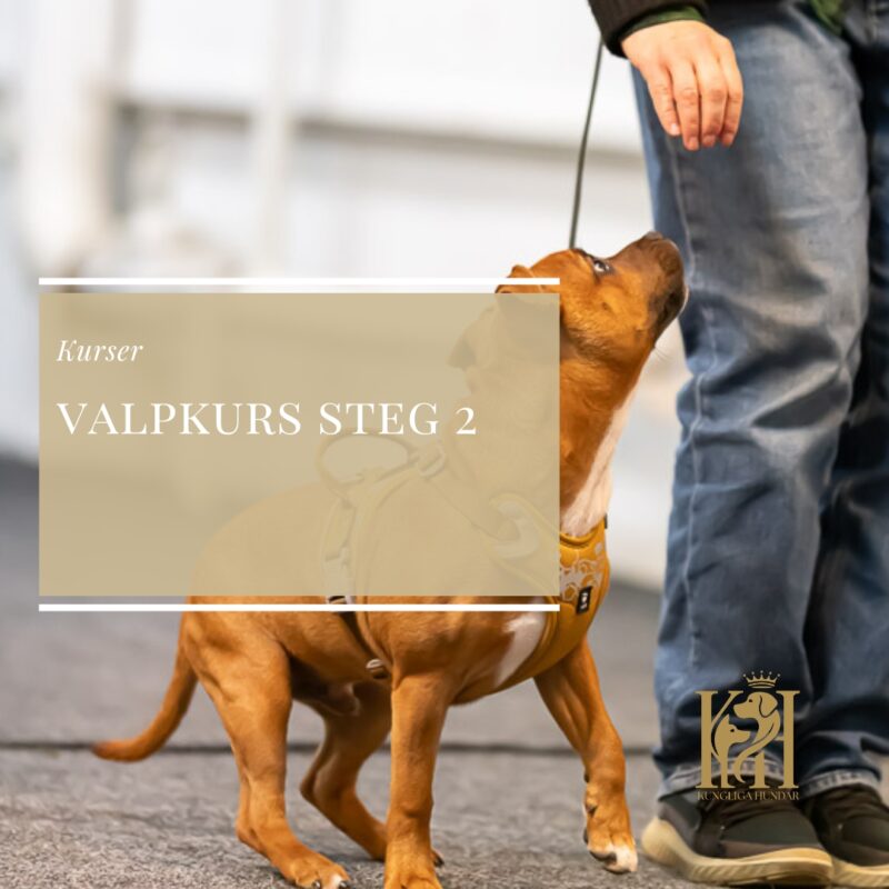 Valpkurs steg 2