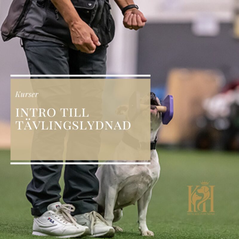 Intro till Tävlingslydnad