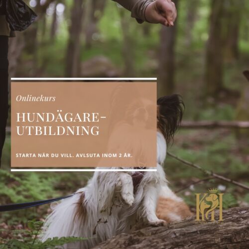 Hundägareutbildning-Bli din hunds bästa människa