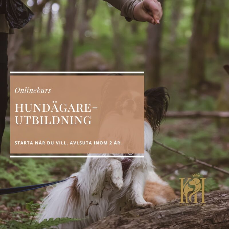 Hundägareutbildning-Bli din hunds bästa människa