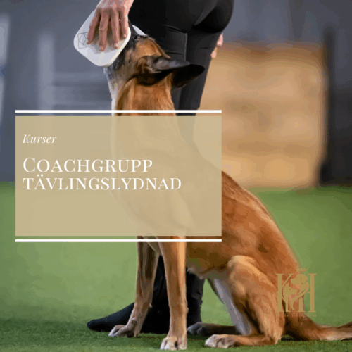 Tävlingslydnad Coachgrupp på Göteborgs Hundarena
