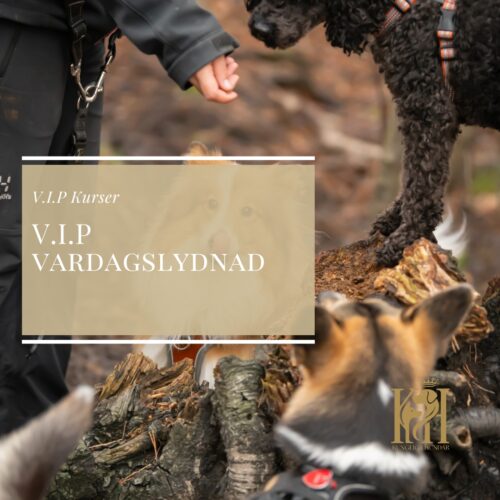 V.I.P Vardagslydnadskurs