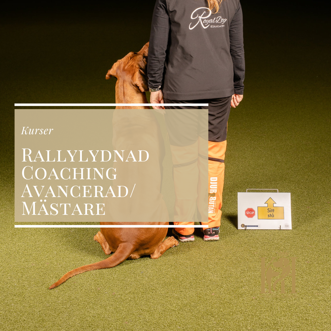 Rallylydnad Coaching Avancerad/Mästare