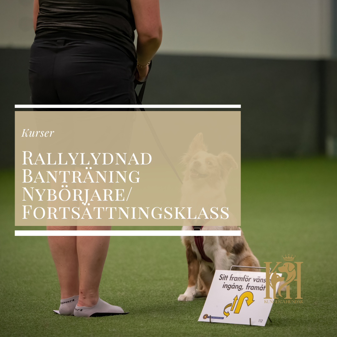 Rallylydnad Banträning Nybörjare/Fortsättningsklass