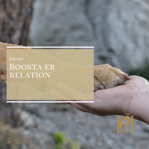 Boosta relation mellan dig och din hund