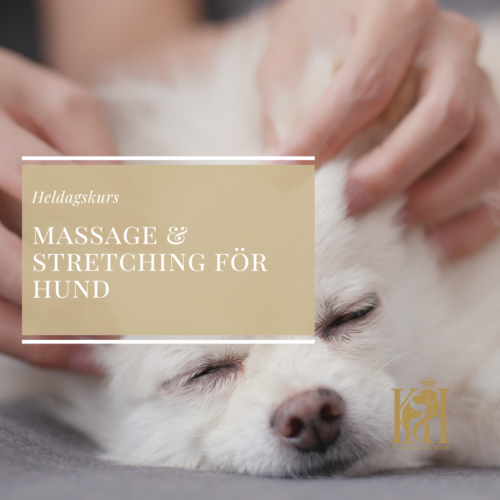 Heldag i massage & stretching för hund