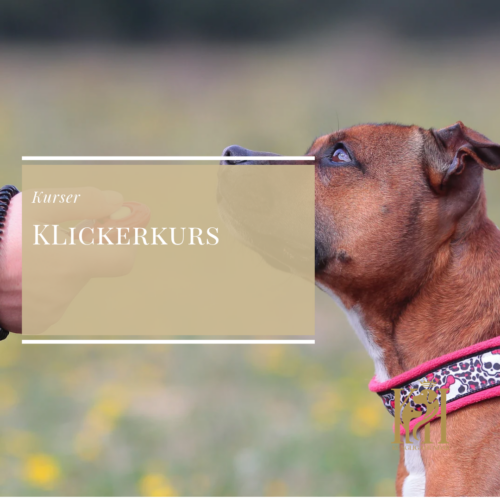 Klickerkurs