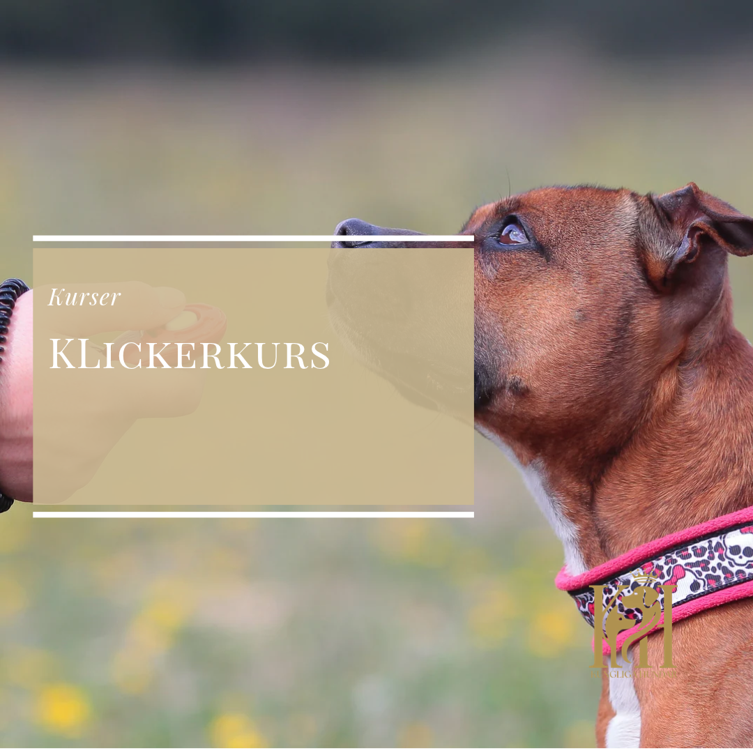 Klickerkurs
