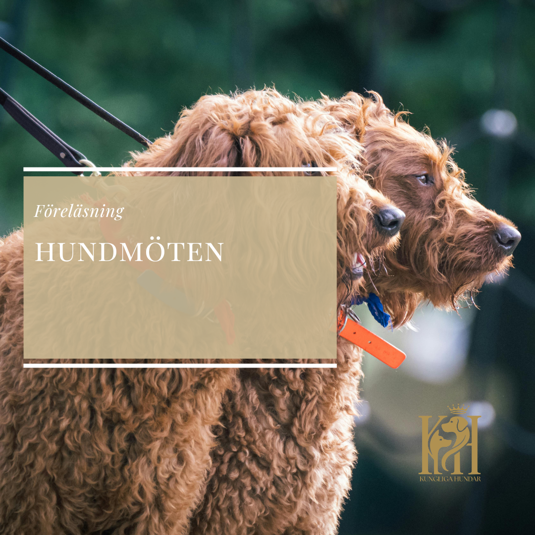 Föreläsning-Hundmöten