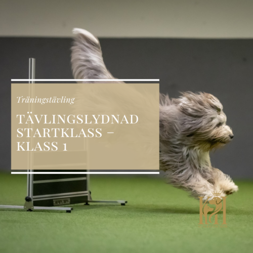 Träningstävling Tävlingslydnad Startklass-Klass 1 den 14/10