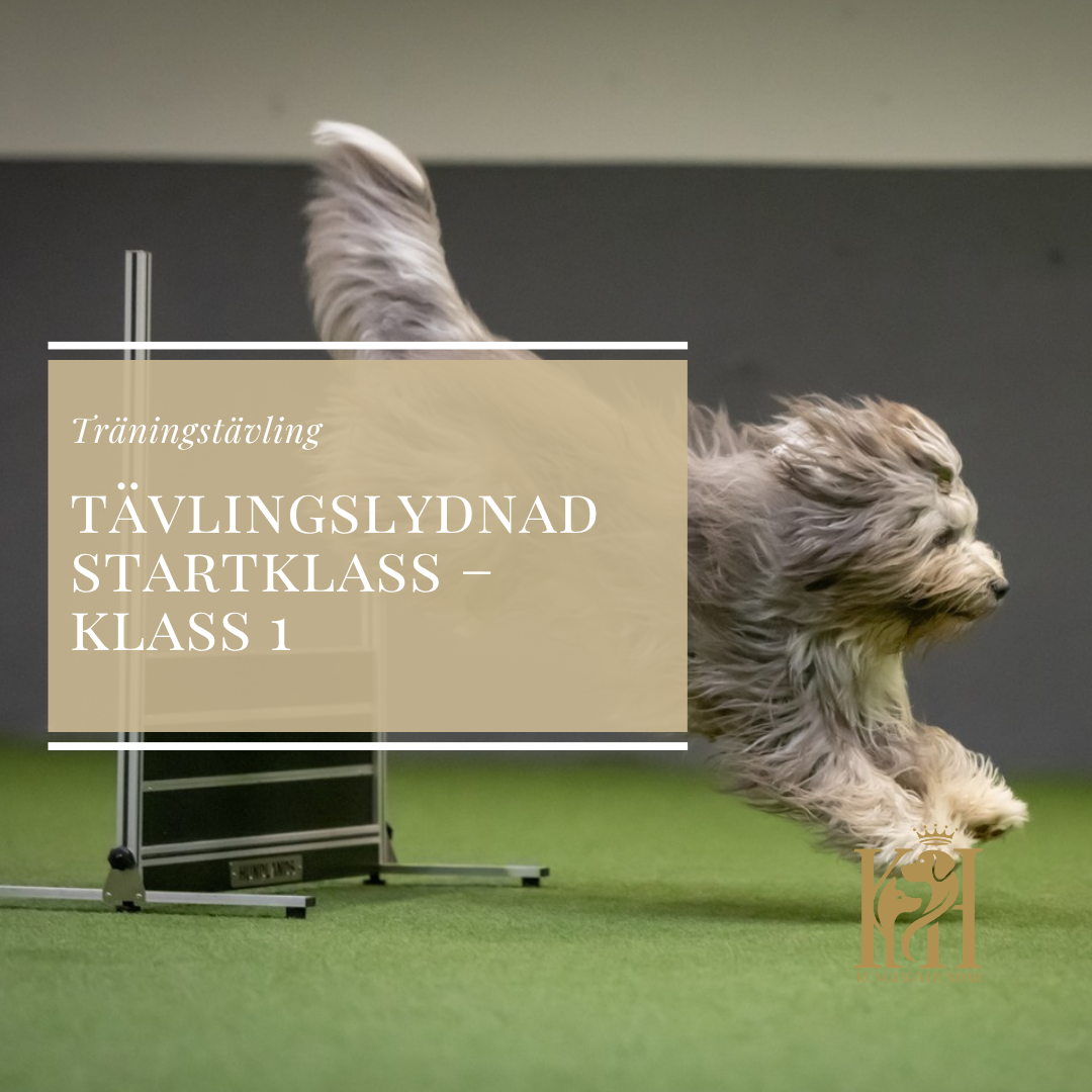 Träningstävling Tävlingslydnad Startklass-Klass 1 den 14/10