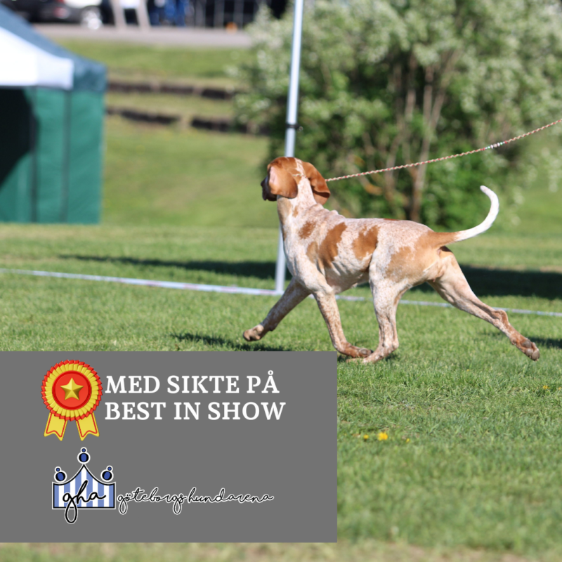 Med sikte på Best in Show