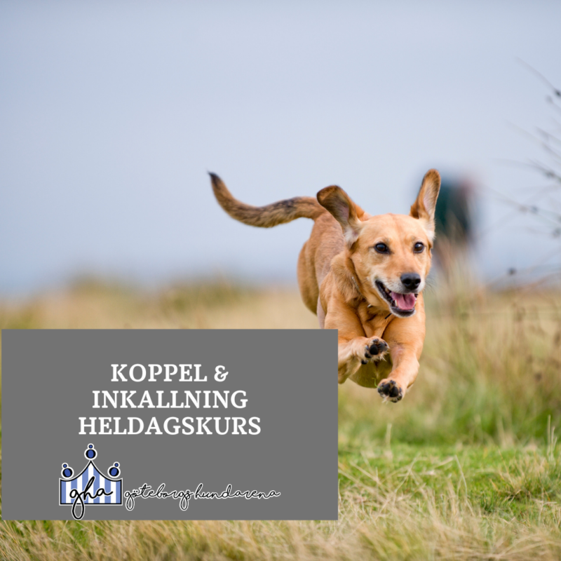 Heldagskurs med fokus på koppel och inkallning