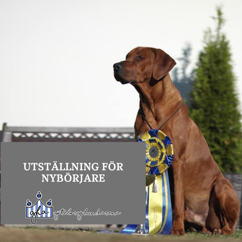 Utställning för nybörjare