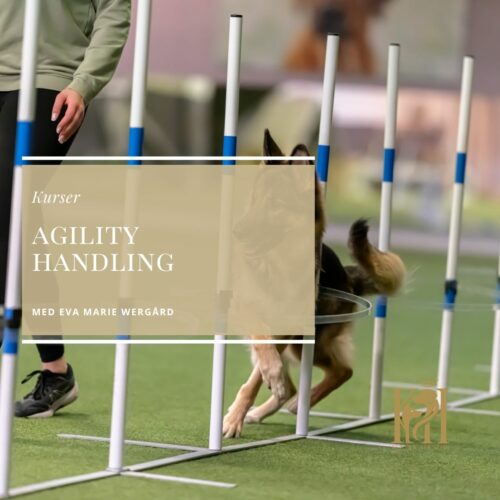 Agility Handling med Eva Marie Wergård