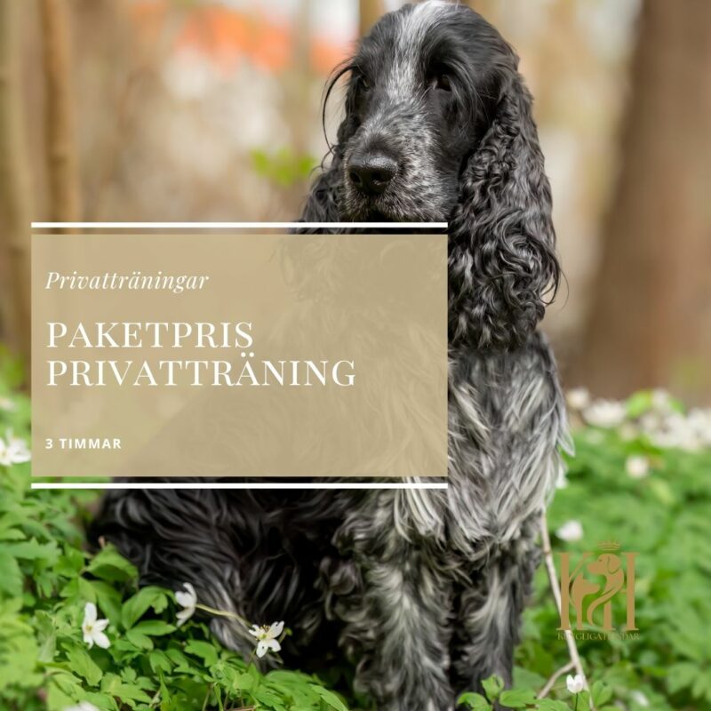 Paketpris 3 timmars privatträning