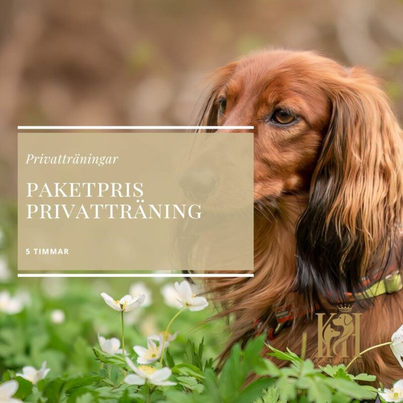 Paketpris 5 timmars privatträning