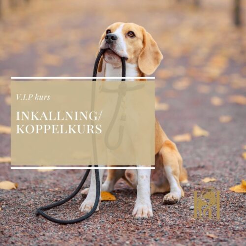 V.I.P Inkallning/Koppelkurs