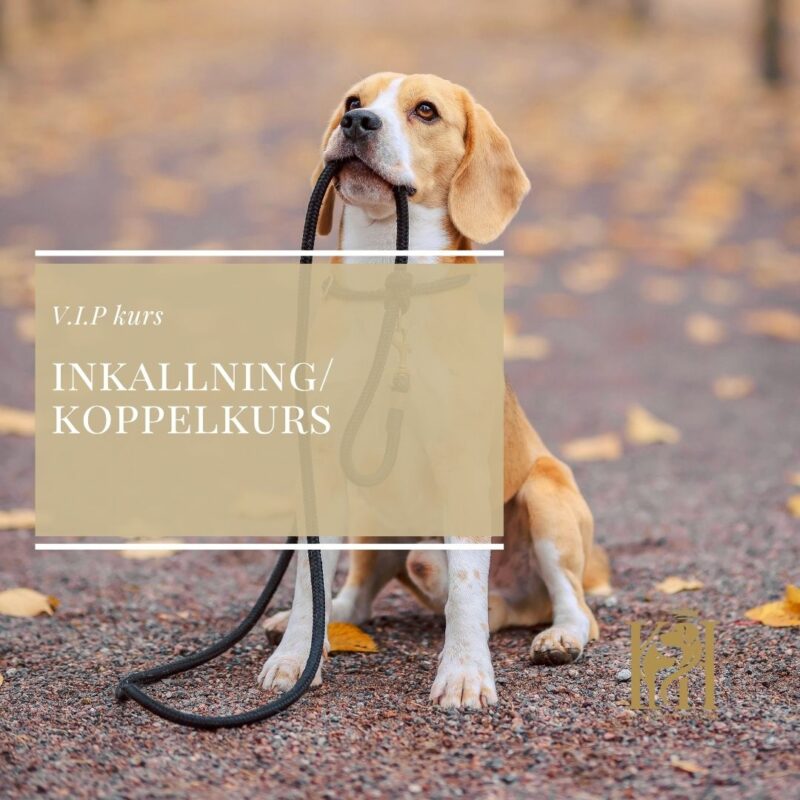 V.I.P Inkallning/Koppelkurs