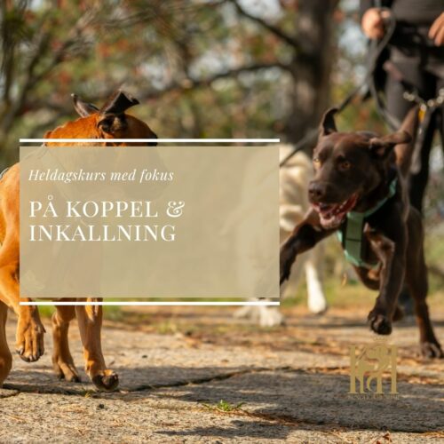 Heldagskurs med fokus på koppel och inkallning