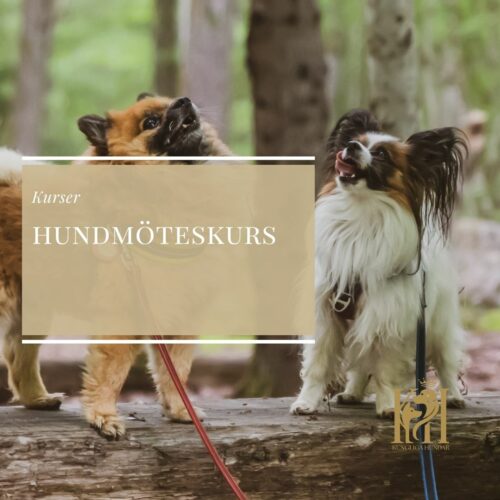 Hundmöteskurs