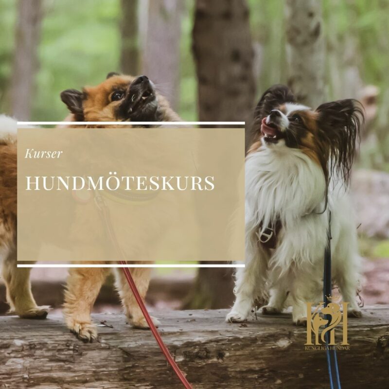 Hundmöteskurs