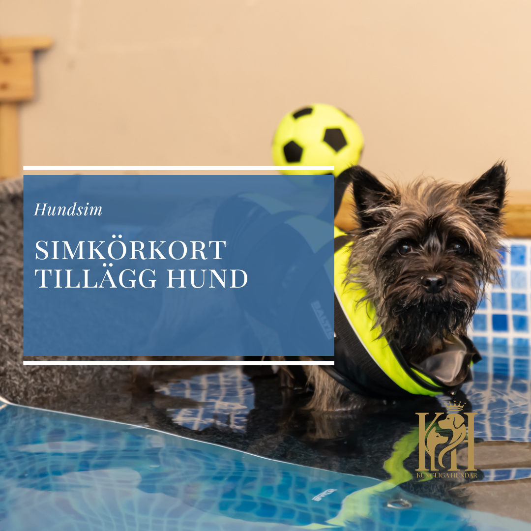 Simkörkort tillägg hund, 1 tillfälle, 60 min