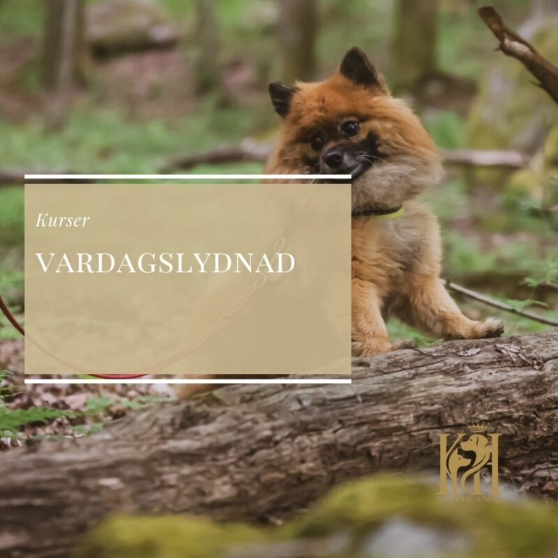 Vardagslydnadskurs