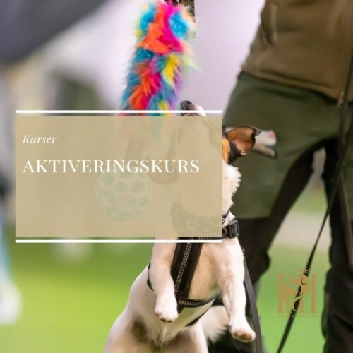 Aktiveringskurs