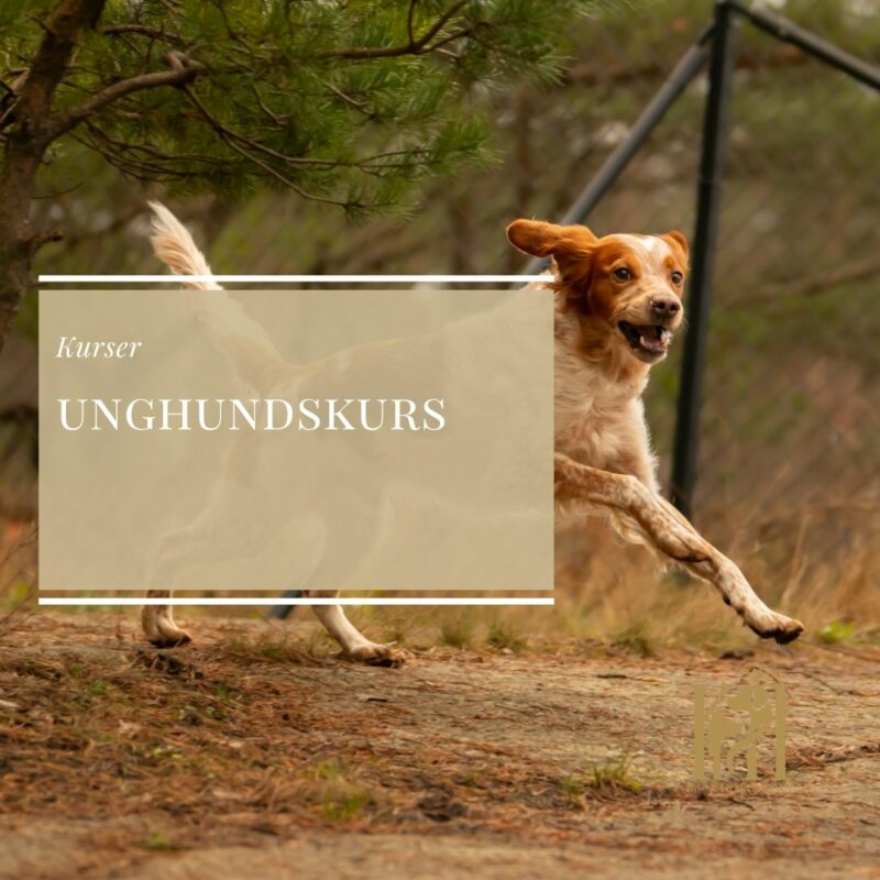 Unghundskurs