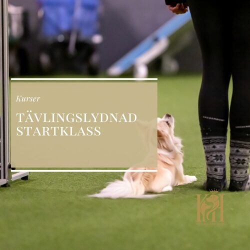 Tävlingslydnad-Startklass