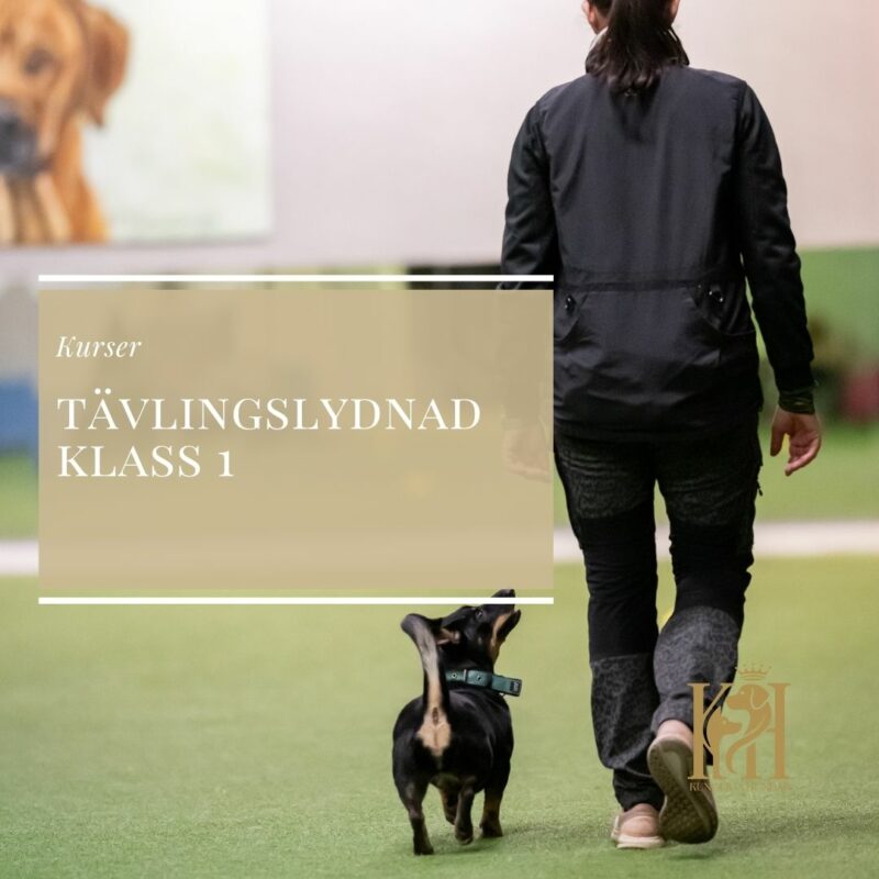 Tävlingslydnad-Klass 1