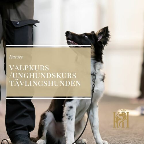 Valpkurs/unghundskurs för tävlingshunden