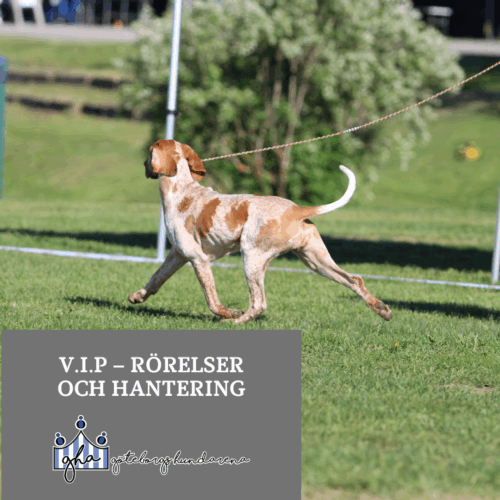 Ringträning V.I.P – Rörelser och hantering