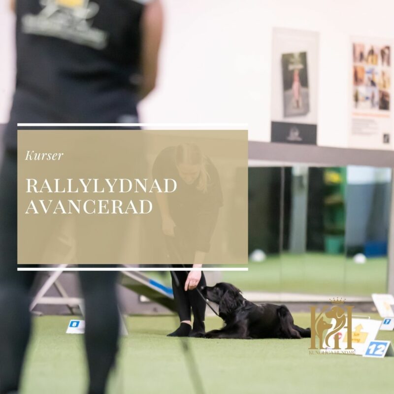 Rallylydnad Avancerad – Mästare