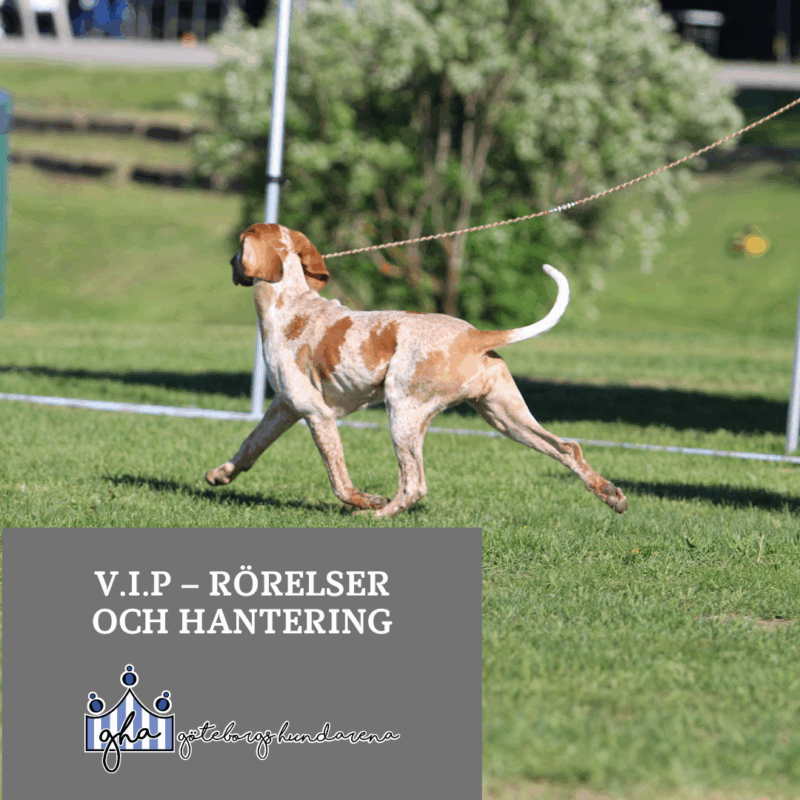 Ringträning V.I.P – Rörelser och hantering