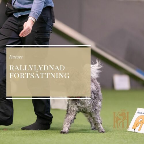 Rallylydnad Fortsättningskurs