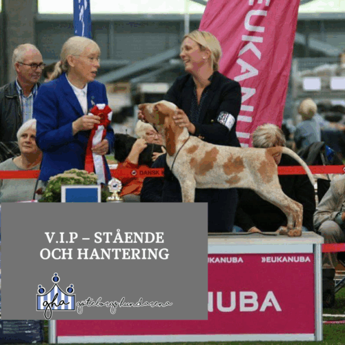 Ringträning V.I.P – Stående och hantering