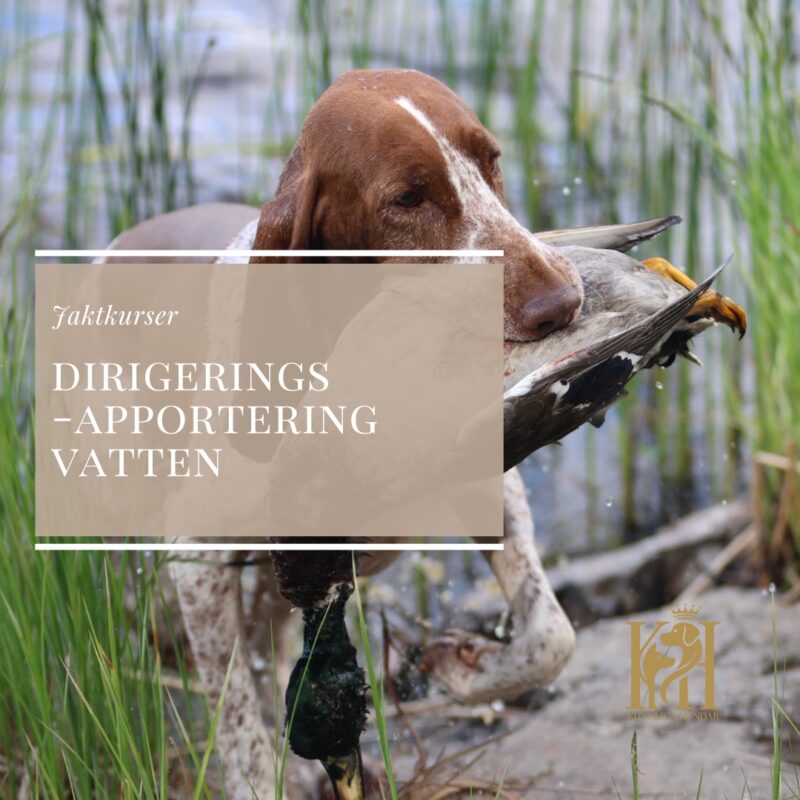 Dirigeringsapportering vatten 