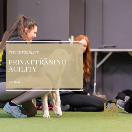 Privatträning Agility 1 timme