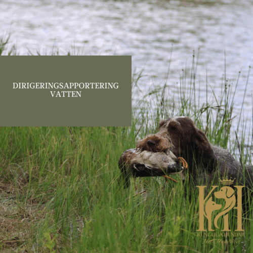 Dirigeringsapportering vatten 