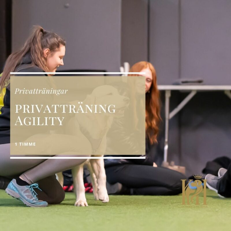 Privatträning Agility 1 timme