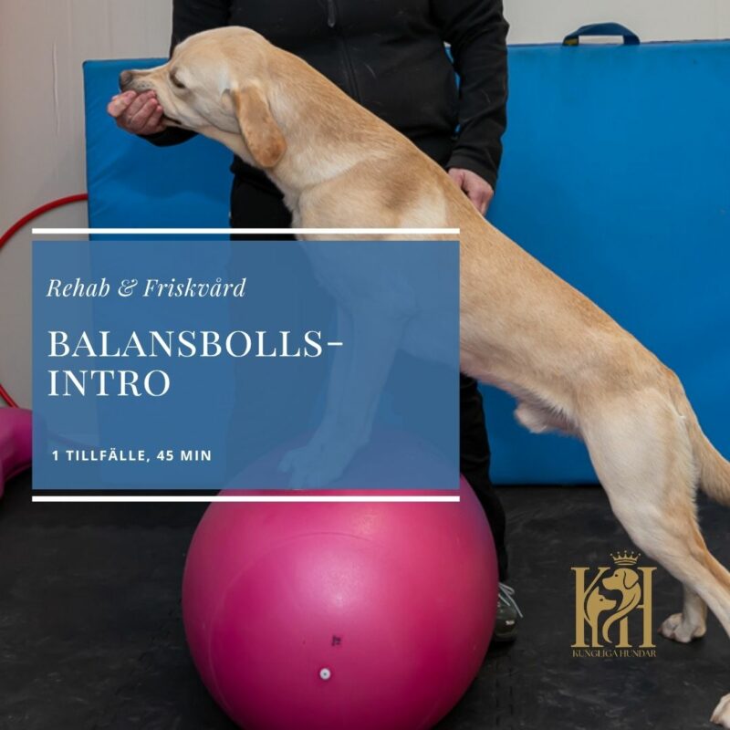 Balansbollsintro 1 tillfälle, 45 min