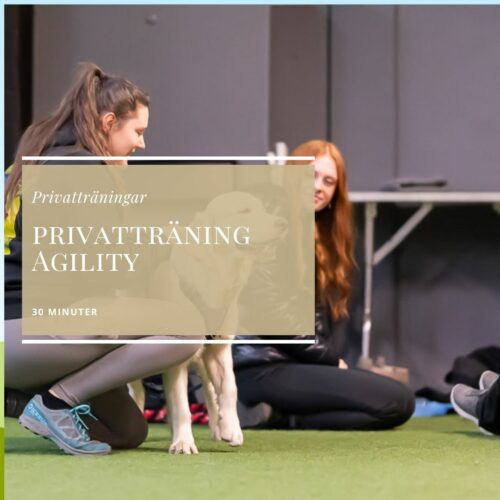 Privatträning Agility 30 minuter