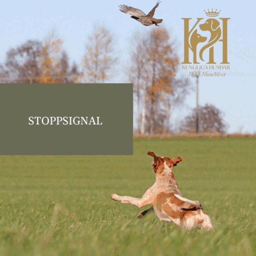 Stoppsignal