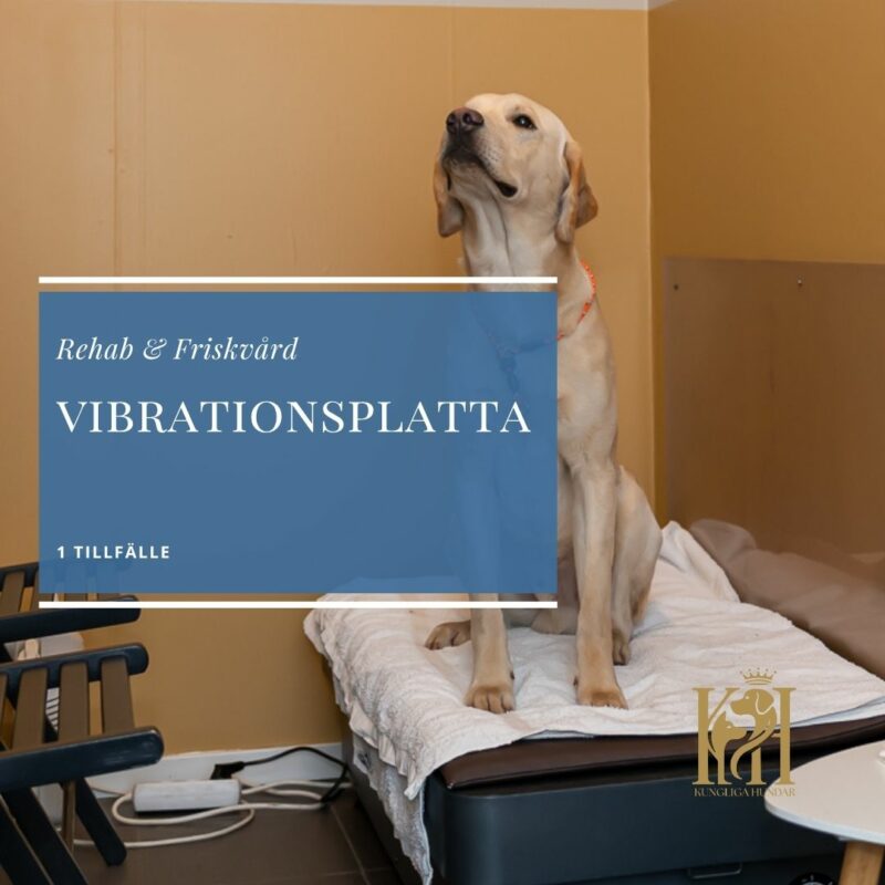 Vibrationsplatta 1 tillfälle